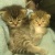 CATTTTTT