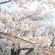 2018桜・さくら 春満開