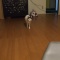 新年 おちび。