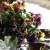 Pansy��frill
