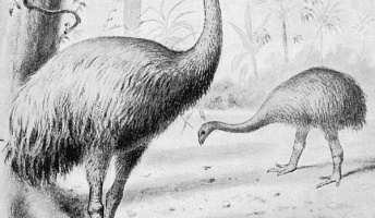 改めて絶滅動物を調べてみたので紹介してみる。やっぱり人間って・・・