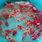 ２/２２ 越後玉サバ美人金魚 撮影