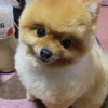 犬とかって生きてて楽しいのかよ