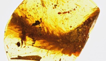 恐竜の尻尾が琥珀の中に閉じ込められた状態で発見!体色など解明へ