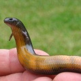 【現在進化中のトカゲ】 卵生から胎生へ… イエローベリー・スリートード・スキンク