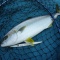 恵丸ジギング釣果速報2/24