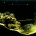 �Ȥ���ޥ��������μ���ʥĥ��ۥ���,Speckled blue grouper��