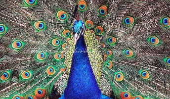 進化論信じてる奴wwwwww
