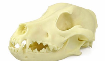 頭骨からなんの動物か当てるスレ(画像あり)