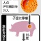 【速報】ブタ体内で人間の臓器作る研究、今秋にも解禁