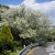 西伊豆桜便り 大島桜の大木 2012