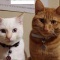 猫飼ってて苦労すること