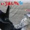 サクvs銀