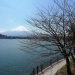 例年、河口湖では桜の見頃はいつですか?