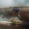 水中で食べるシナイモリ
