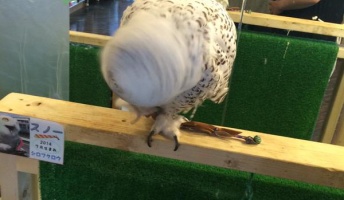【柴ドリル】色んな動物の荒ぶるドリル画像貼ってく【猫ドリル】