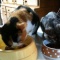 猫がしゃべる理由