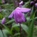庭の花 「5月続き」