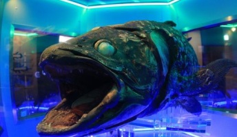 【深海魚】沼津の深海魚水族館いったったwwwwww深海魚の寿司も食った…