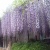 沼津 山本さん宅の藤の花 2012