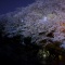 夜桜です。