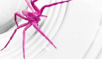 世にも奇妙な「ピンク」の生き物24種、集めてみました!