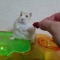 ハムスター　ちょっとからかったら拗ねちゃった【動画】
