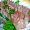 �������⤤�����ɡġ�