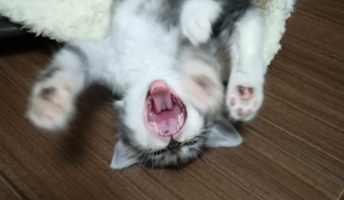 うちの猫のあくび写真見てほしい