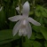 庭の花 「5月続き」