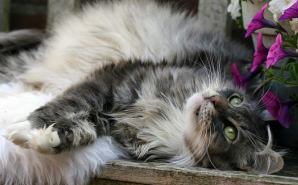 猫の遺伝子は人間の病気を治す"鍵"