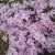 世羅高原のお花