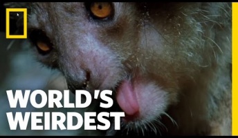 「指を指されると死ぬ」動物が怖すぎる・・・
