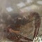 ザリガニの両手のハサミが落下〜見逃せないオニちゃん