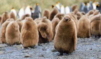 【もふもふ】まさか人が入ってる?ふっくらしすぎて親より大きく見えるペンギンのヒナが話題!
