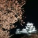 【画像有】桜はなぜ1週間しか仕事をしないのか…福岡で開花