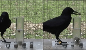 カラスの知能の高さが分かる一枚のGIF動画がスゴイと話題に!