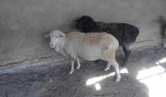 羊飼いになりたくて、中央アジアで羊と野宿旅を始めることにしたバカだけど【前編】