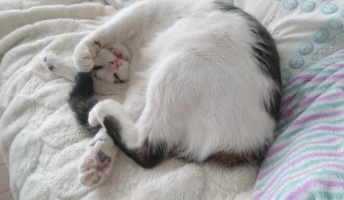 ダイコン猫、謎の生き物になる