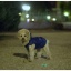 今日のシナモン