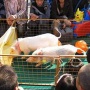 �ե��쥪���š����Ϻע�10/31