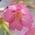 寒緋桜の花びら