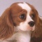 一 番 か わ い い 犬 は 柴 犬