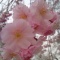 しののめ周辺お花見情報♪ その1 〜2度おいしい?!編〜