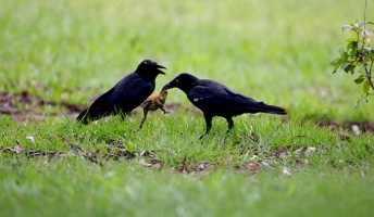 カラス「カエル食うやでー」他のカラス(ファーwwあいつ毒ガエル食おうとしてるンゴ)