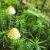 雨池　苔の八ヶ岳山行