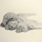 愛犬ベティー