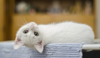 【画像】3大きゃわわわ生物「ねこ」「ぺんぎん」「ラッコ」