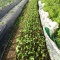 黒枝豆の定植