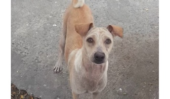 餌をやった野良犬についていったら、意外な展開になった